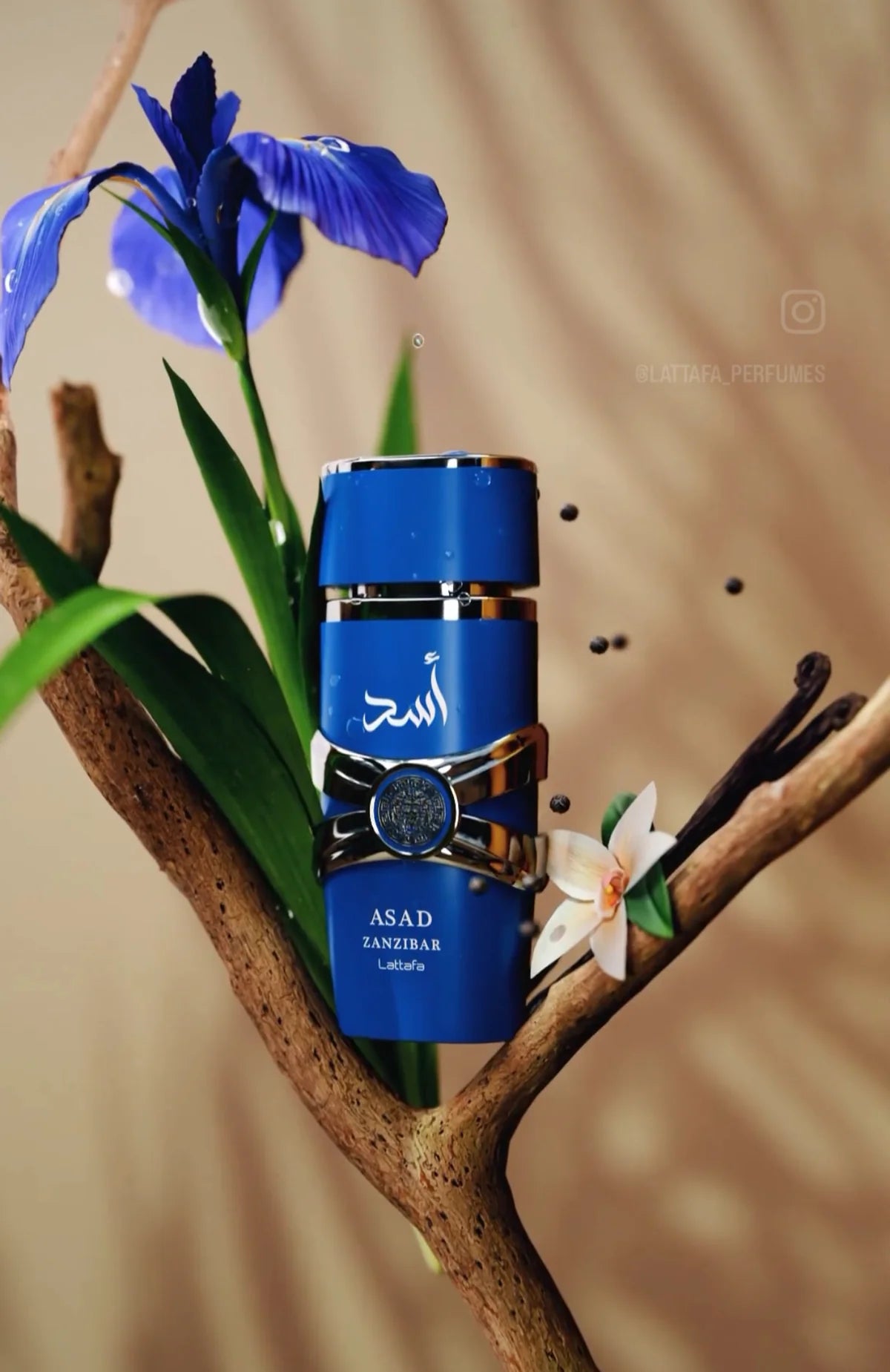 Amazon.com : Lattafa Asad Zanzibar - Fresh, Spicy, Vanilla